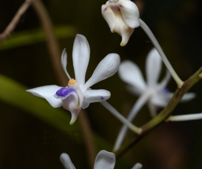 Vanda lilacina var. coerulea,  Laos