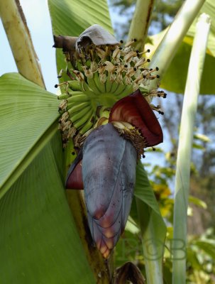 Banana, Musa sapientum