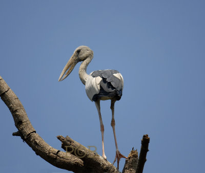 Asian openbill stork, Anastomus oscitans