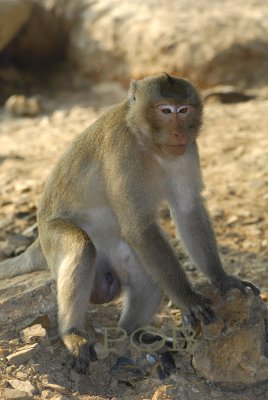 Macaque, I think it's a male..