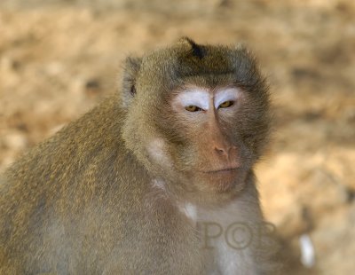 Monky portret, Krabben etende makaak, stranden Thailand