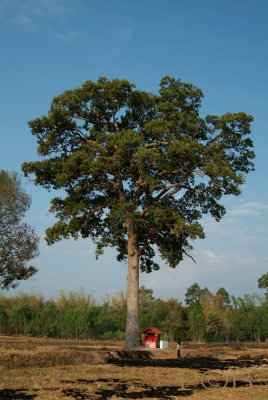 Holy yang (Dipterocarpus wallichii) tree with Ghost house