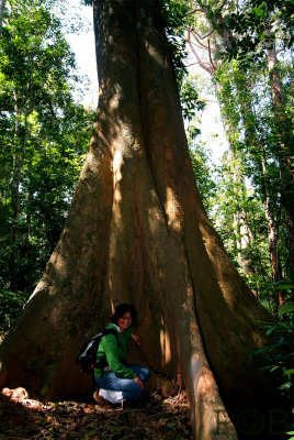 Schima tree