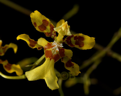 Oncidium hebraicum