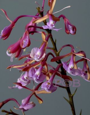Epidendrum spec.