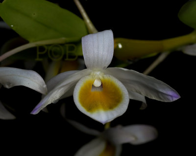 Dendrobium findlayanum, pale form