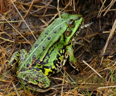 Poelkikker eet libel-frog feeding on dragonfly