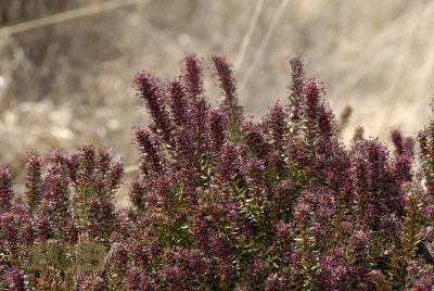 Kraaiheide bloei, mannelijke plant - Empetrum nigrum, male