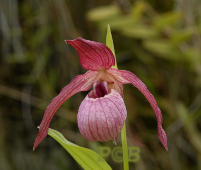 Cypripedium ventricosum (C.calceolus x macranthos) natural hybrid