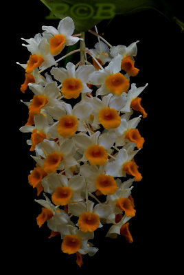 Dendrobium densiflorum, Ueang Mon Khai Liam-Lueang