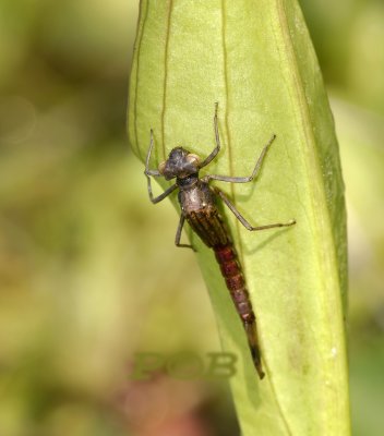 Vuurjuffer,larf net voor het uitsluipen op het blad van waterweegbree