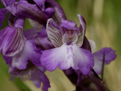 Anacamptis morio, close