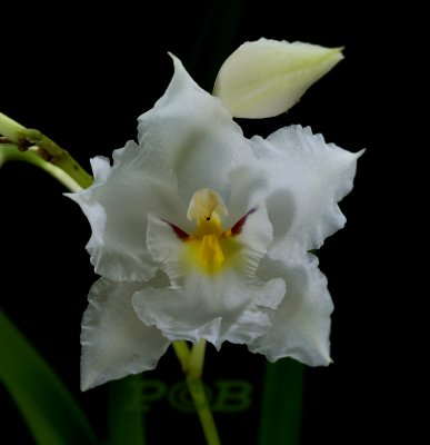 Odontoglossum pescatorei semi-alba