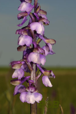 Anacamptis morio pale form