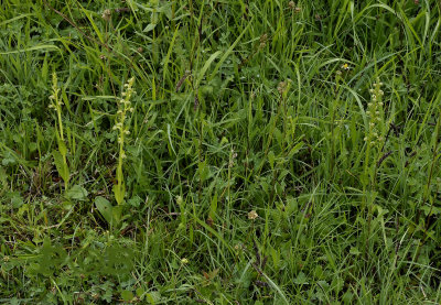 Groene nachtorchis, habitat, Dactylorhiza viridis