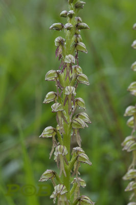 Pop, Orchis-Aceras anthropophora