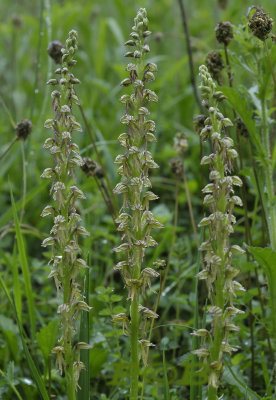 Pop, Orchis-Aceras anthropophora