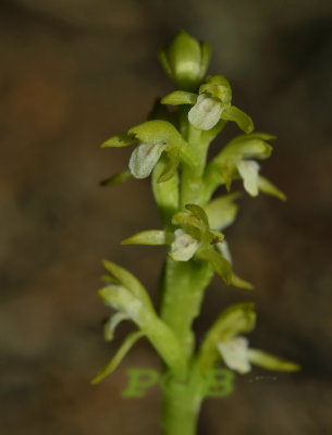 Koraalwortel albino