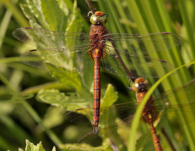 Aeshna isosceles , opwarmen in de zon (08:30)