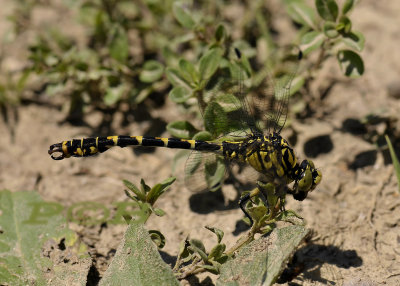 Kleine tanglibel, Onychogomphus forcipatus, st. Pietersberg