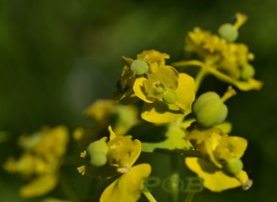 Euphorbia cyparissias