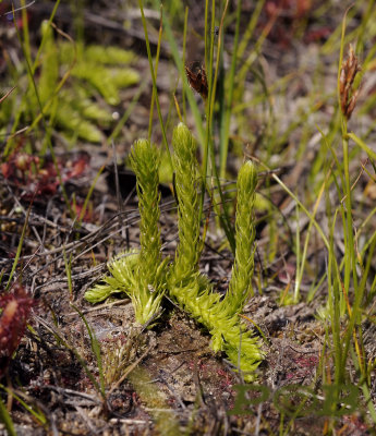 Moeraswolfsklauw, Lycopodiella inundata, hoog op de rode lijst