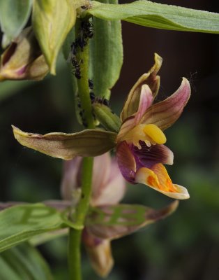 Epipactis gigantea