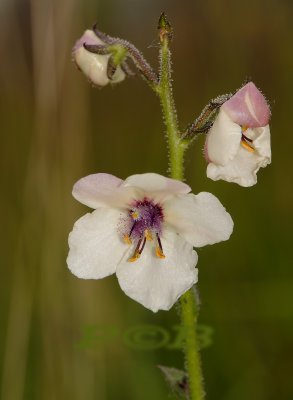 Mottenkruid, Verbascum blattaria