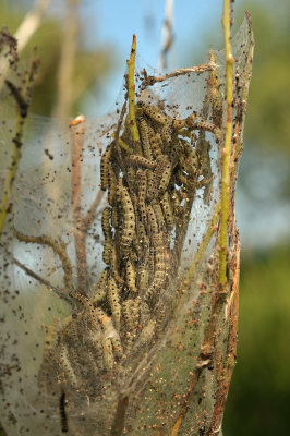 Rupsen wilgenstippelmot, Yponomeuta rorrella