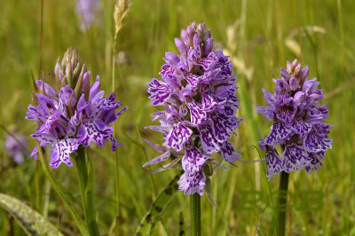 Dactylorhiza podesta (maculata ssp. podesta)