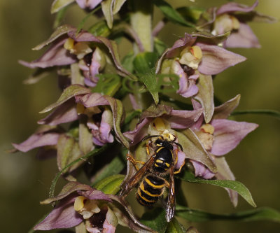Wesp bestuift wespenorchis, pollinating wasp