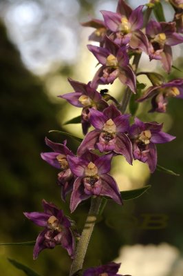 Epipactis helleborine red