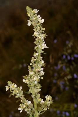 Melige toorts, Verbascum lychnitis