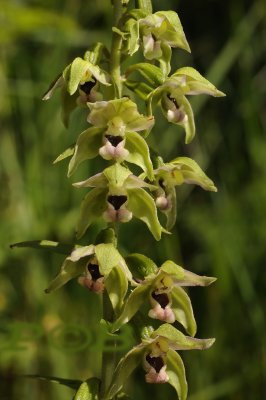 Epipactis muelleri, zelfbestuiver