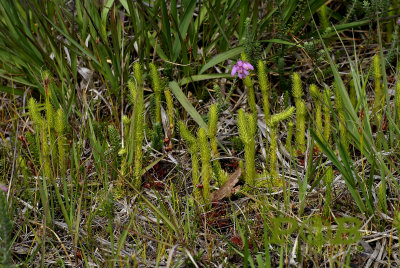 Moeras wolfsklauw, habitat