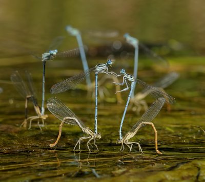 Blauwe breedscheen ei-afzet