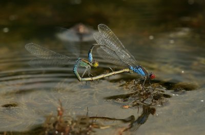 Erythromma viridulum, Paringswiel