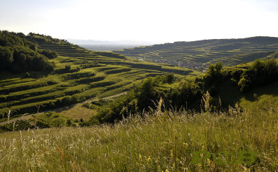 Kaiserstuhl wijnbouw