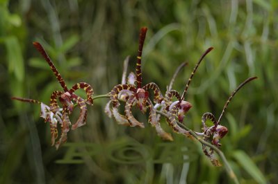 Arachnis annamensis