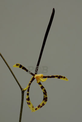 Arachnis longisepala