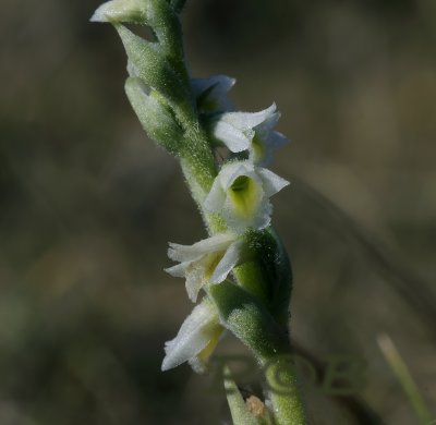 Spiranthes Spiralis, flowers 2 - 3 mm across