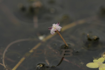 Smalle waterpest, Elodea nuttallii, bloempje 1 -2 mm