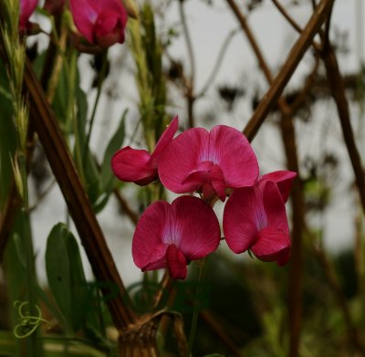 Aardaker, Lathyrus tuberosus