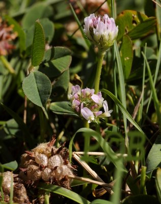Aardbeiklaver, bloem, Trifolium  fragiferum