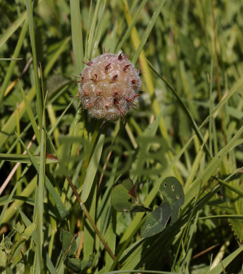 Aardbeiklaver, Trifolium  fragiferum