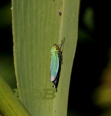 Groene cicade op bladriet (Cicadella viridis)  insect 7-9 mm lang