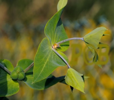 Kruisbladige wolfsmelk, Euphorbia lathyris