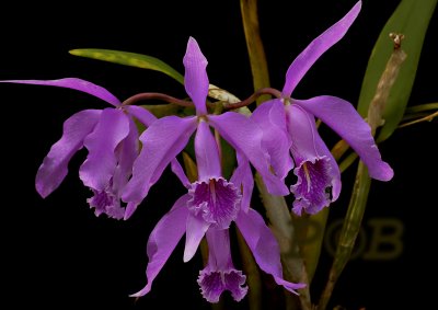 Cattleya maxima