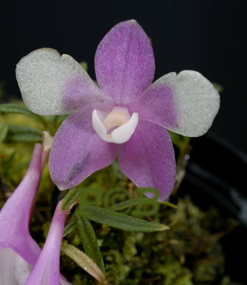 Dendrobium agathodaemonis