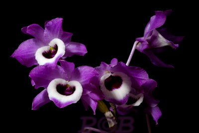 Dendrobium, form of nobile